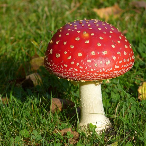 botânica,cogumelo,Toadstool,fungo,Flyagaric,Agaric