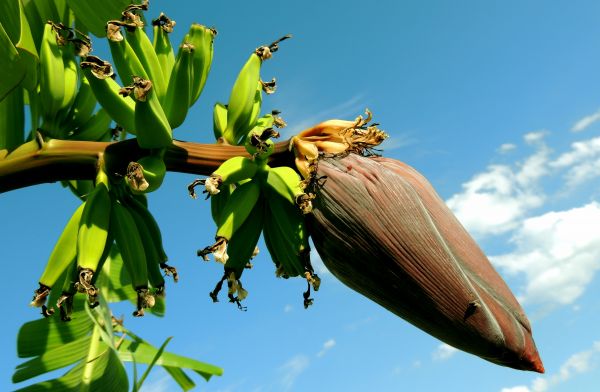 alam,menanam,daun,bunga,sayap,buah