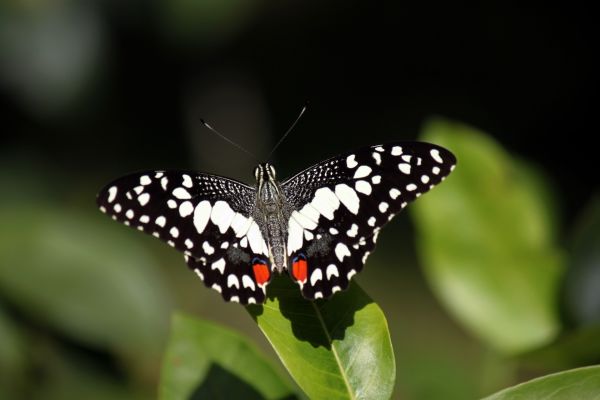 Natura, skrzydło, fotografia, liść, kwiat, biały