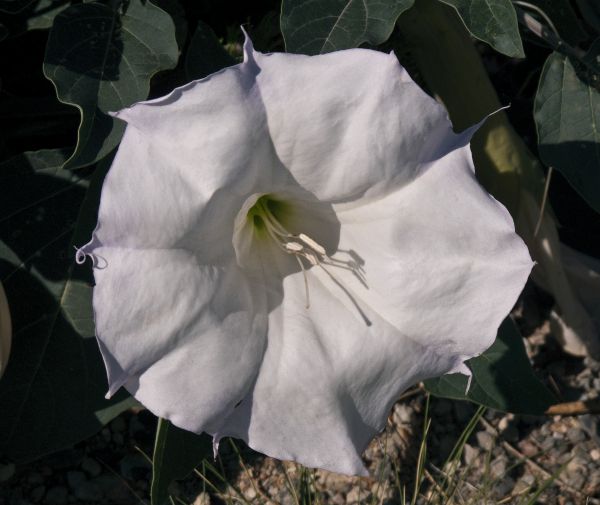 flor,planta,blanco,hoja,flor,pétalo