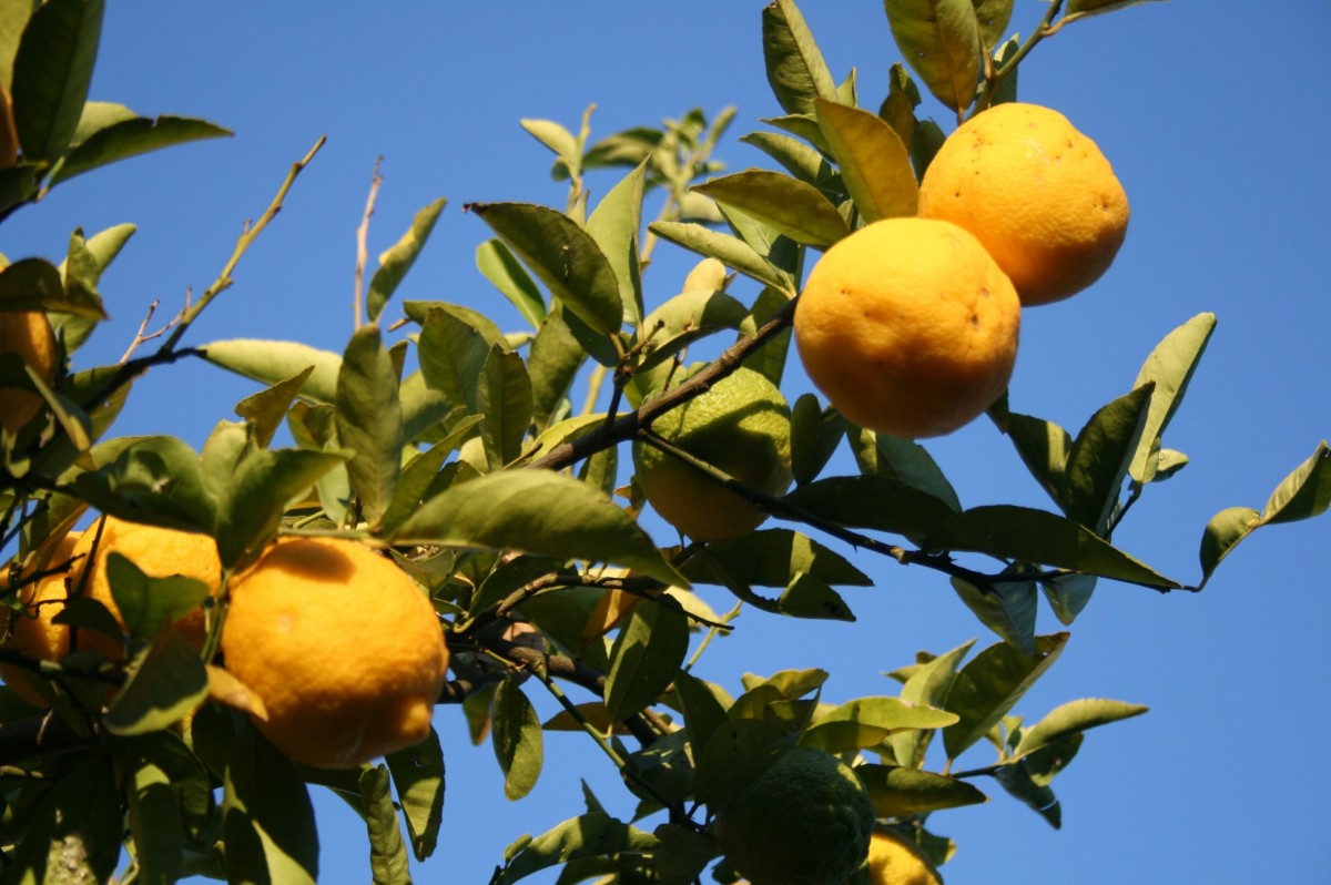 tre, gren, anlegg, frukt, sollys, blomst, mat, produsere, Evergreen, fersk, gul, flora, blå himmel, busk, duftende, sitrus, avrundet, sitroner, grønne blader, blomstrende plante, bitter appelsin, landanlegg