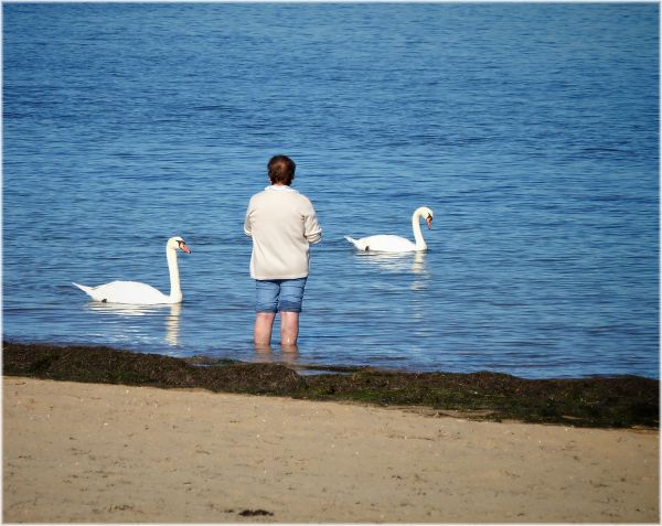 spiaggia, mare, costa, oceano, acqua, sabbia