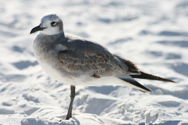 fugl,virveldyr,nebb,lattermåke,Shorebird,Seabird