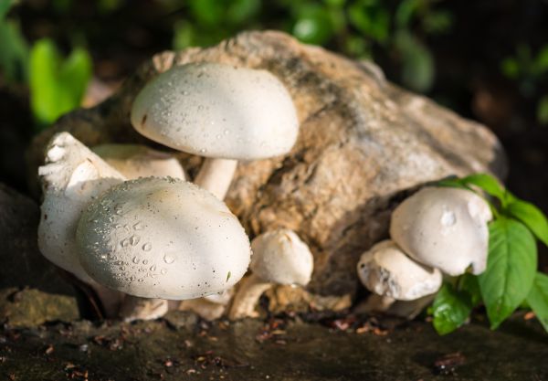 la nature, blanc, goutte de pluie, champignon, flore, faune