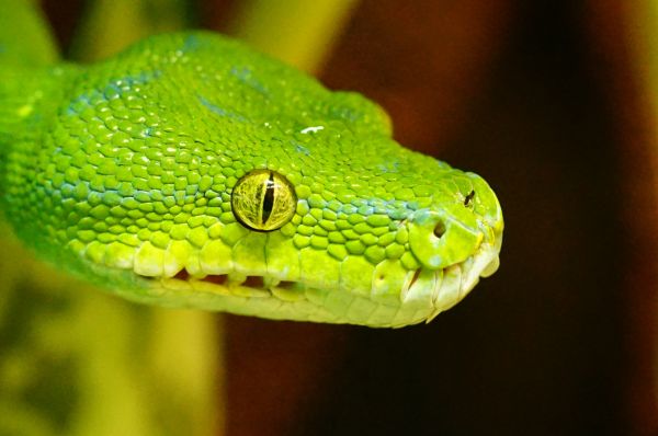 animais selvagens,verde,réptil,fauna,lagarto,Lagarto verde