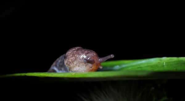 natuur,blad,bloem,foto,groen,macro