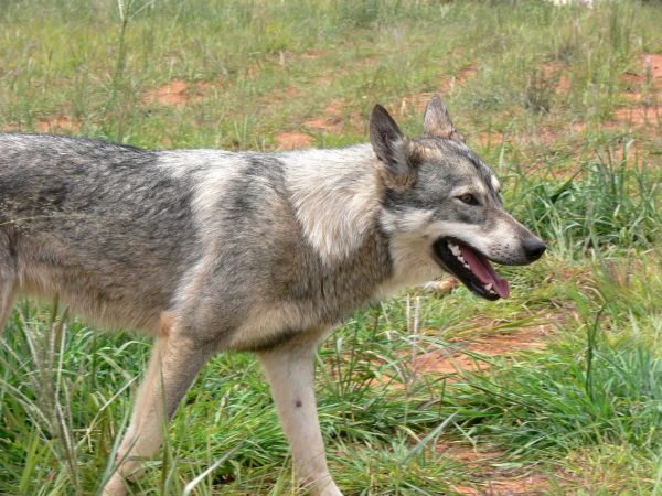 Hund,Eckzahn,Suchen,Tierwelt,Wald,Wildnis