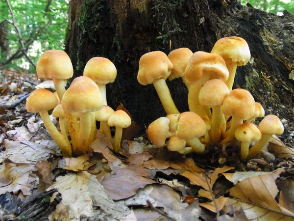 Natur, Pflanze, Pilz, Pilz, Wald, Herbst