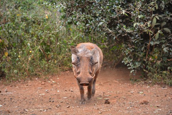 jogos,animal,animais selvagens,selvagem,Pastoreio,mamífero