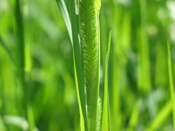 la nature,herbe,plante,foins,champ,pelouse