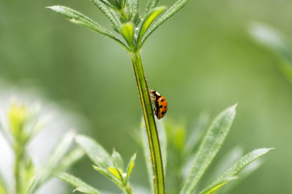 natur, græs, plante, hvid, lys, himmel