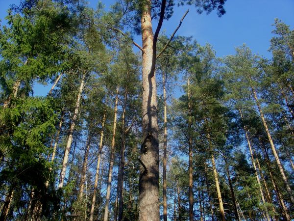 Landschaft, Baum, Natur, Wald, Ast, Wildnis