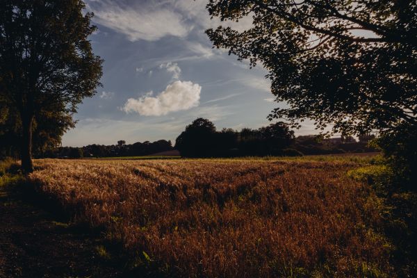 tájkép,fa,természet,fű,szabadtéri,horizont