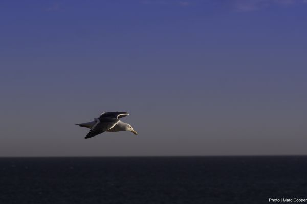 mar,oceano,pássaro,horizonte,asa,céu