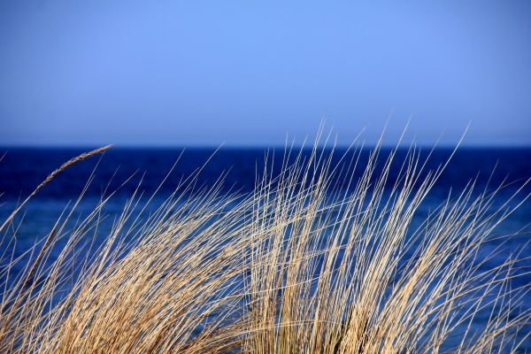 herbe,mer,côte,eau,la nature,le sable