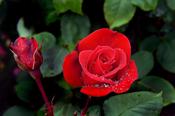 plantar,flor,pétala,rosa,folha,vermelho