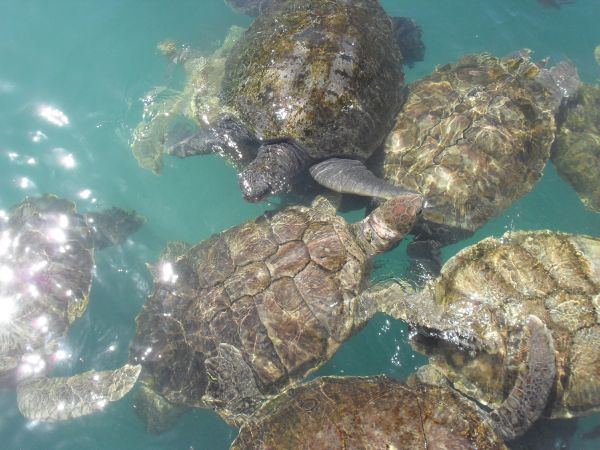 mare, apă, natură, ocean, animal, voiaj