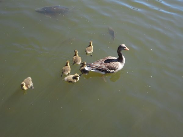 voda,pták,křídlo,jezero,zvěř a rostlinstvo,plavat