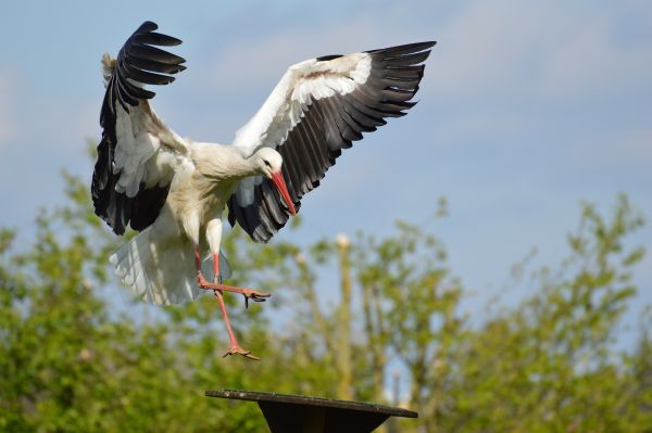 natură,pasăre,aripă,a zbura,animale sălbatice,teren