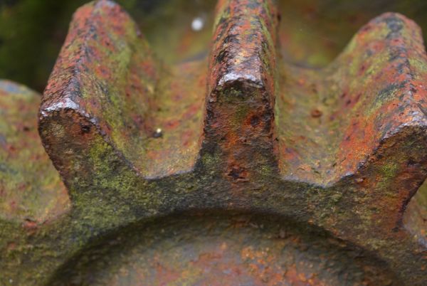 tree,rock,wood,leaf,trunk,rust