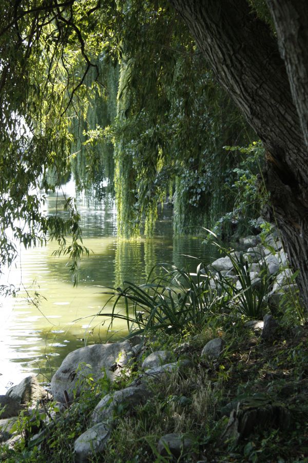 дърво, вода, природа, гора, водопад, клон