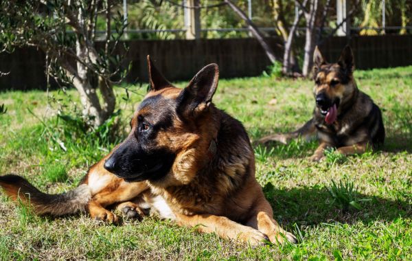 Hund,Tier,Eckzahn,Suchen,Haustier,Natur