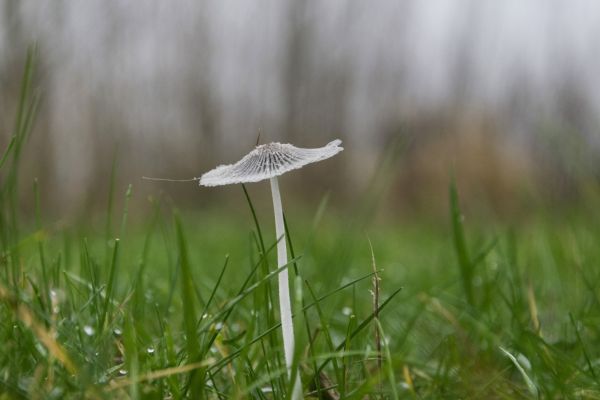 natuur,gras,buitenshuis,Bos,fabriek,veld-