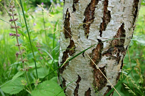 árbol,bosque,rama,planta,madera,estructura