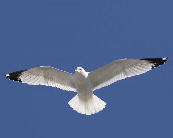 natura, uccello, ala, cielo, bianca, uccello marino