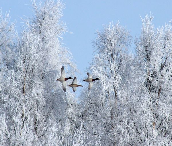 Natura,niebo,drzewo,gałąź,śnieg,zimowy