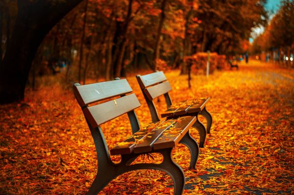 tree,light,wood,bench,night,sunlight