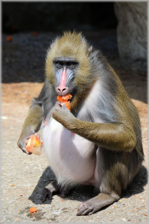 natur,djur-,vilda djur och växter,Zoo,däggdjur,frukt