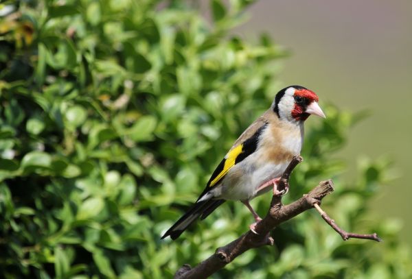 rama,pájaro,flor,fauna silvestre,pico,pluma