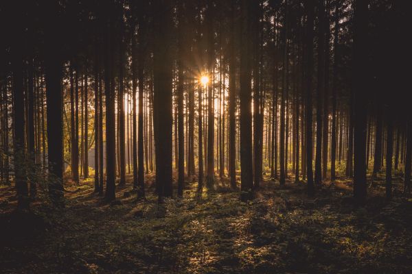 landscape, tree, nature, forest, branch, silhouette