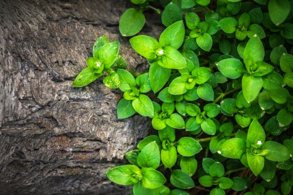 nature,plant,leaf,flower,wood,texture