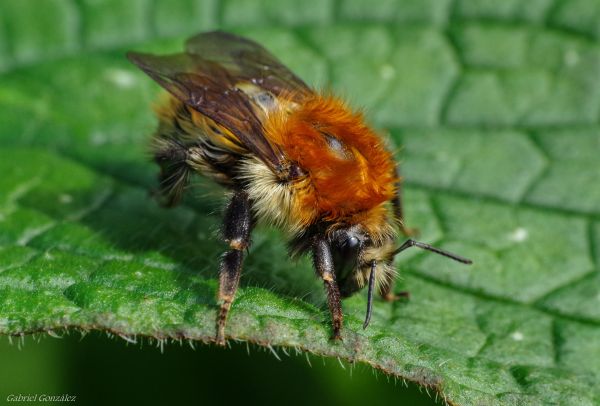 natur, fotografi, blomma, flyga, vilda djur och växter, insekt