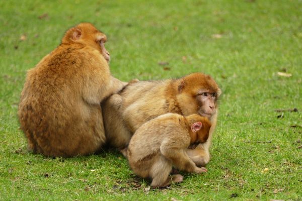 príroda, zviera, roztomilý, zver a rastlinstvo, divoký, zoologická záhrada