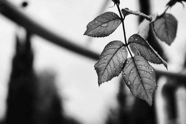 albero,acqua,natura,foresta,ramo,inverno