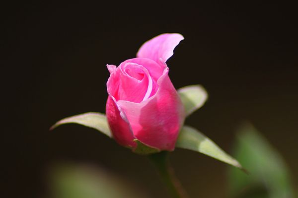 flor, planta, flor, pétalo, vástago, hoja