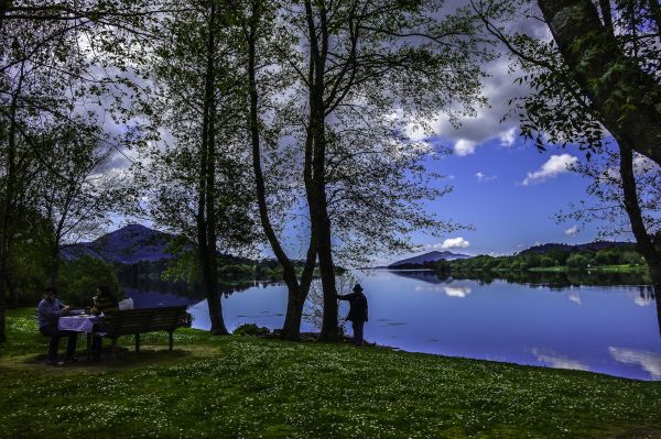 paisaje,árbol,naturaleza,bosque,césped,prado