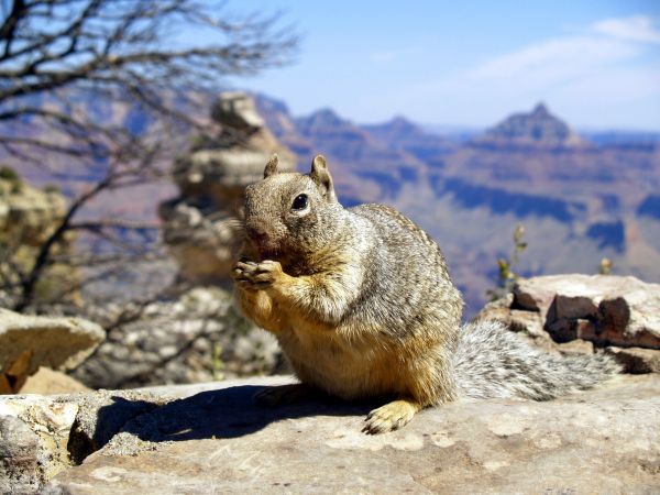 自然, 森林, 屋外, 動物, 探している, 野生動物