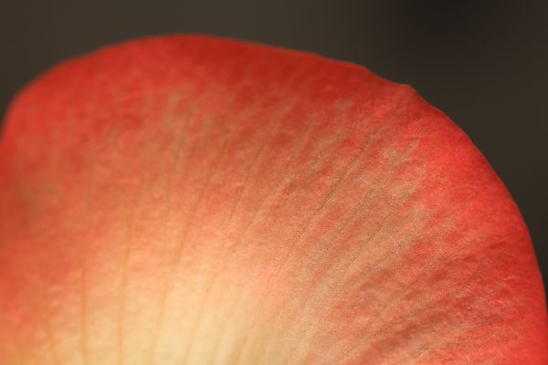 blossom,plant,flower,petal,photography,leaf