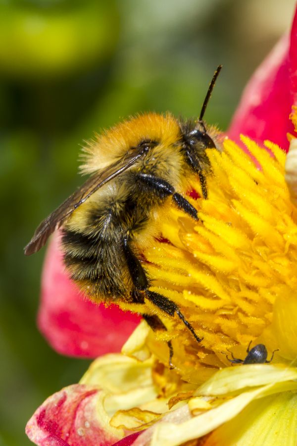 bokeh, fotografering, blomst, petal, pollen, insekt