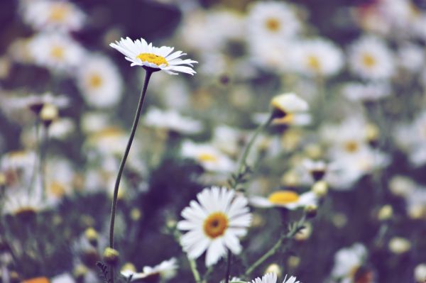 natur,gress,anlegg,felt,blomstre,årgang