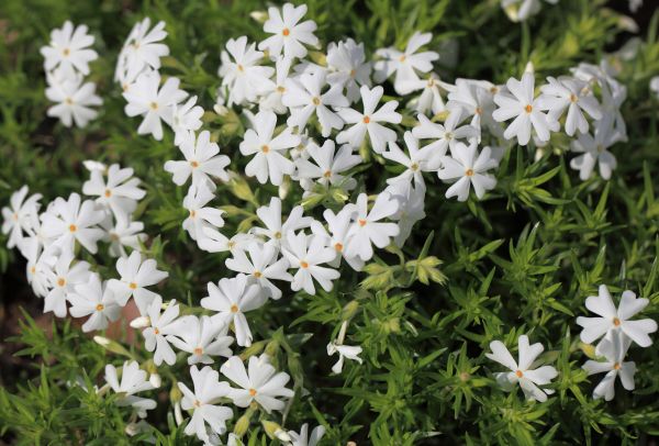 plante,fleur,haute,parc,flore,Fleur sauvage