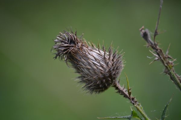 Natura, trawa, gałąź, kwitnąć, roślina, fotografia