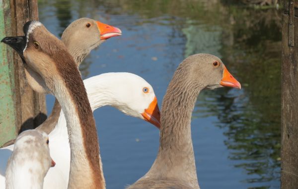 natur, fågel, odla, vilda djur och växter, näbb, grupp