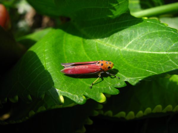 naturaleza, fotografía, hoja, flor, verde, rojo