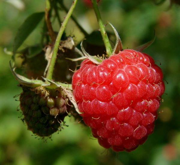 la nature,plante,framboise,fruit,baie,vigne