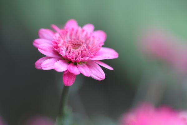 开花, 厂, 花, 紫色, 性质, 摄影